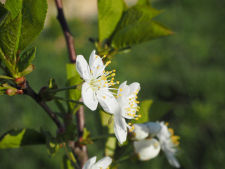 Flowers of cherry on the background of green grass