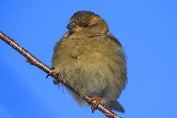 A colorful sparrow sits on a thin branch and looks at the photographer. Bright blue sky. Close-up. Wild nature.