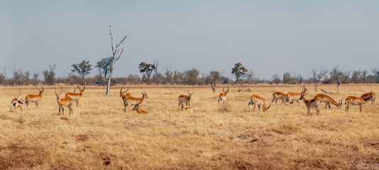 Gruppe Roter Letschwe Antilopen im Grasland des Moremi Nationalparks, Okavango Delta, Botswana