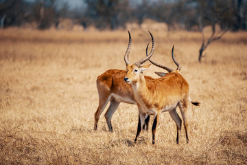 Männliche Rote Letschwe Antilopen im Grasland des Moremi Nationalparks, Okavango Delta, Botswana