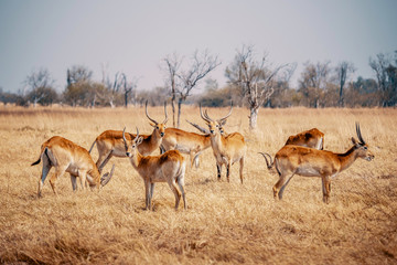Gruppe Roter Letschwe Antilopen im Grasland des Moremi Nationalparks, Okavango Delta, Botswana