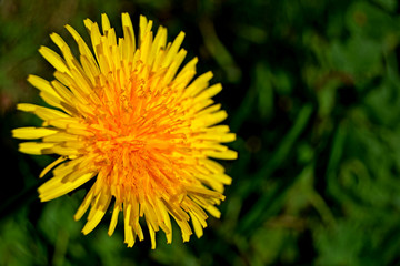 yellow dandelion on green background