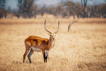 Einzelner männlicher Roter Letschwe im Grasland des Moremi Nationalparks, Okavango Delta, Botswana