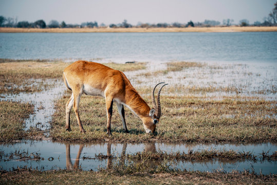 Einzelne M&auml;nnliche Rote Letschwe Antilope grast im &Uuml;berflutungsgebiet des Moremi Nationalparks, Okavango Delta, Botswana