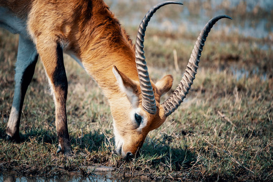 Close Up - Einzelne M&auml;nnliche Rote Letschwe Antilope grast im &Uuml;berflutungsgebiet des Moremi Nationalparks, Okavango Delta, Botswana
