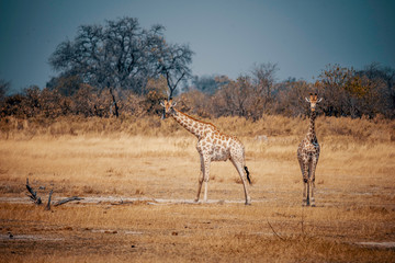 Zwei Giraffen im Grasland des Moremi Nationalparks, Okavango Delta, Botswana