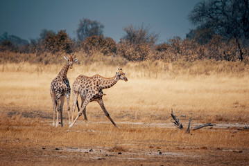 Zwei Giraffen im Grasland des Moremi Nationalparks, Okavango Delta, Botswana © Michael