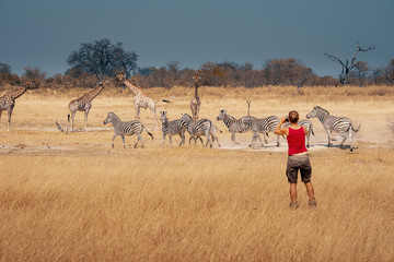 Eine Frau in rot fotografiert eine Herde Zebras und Giraffen im Grasland des Moremi Nationalparks,...
