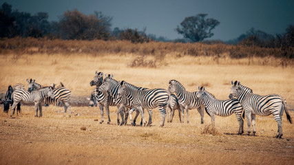 Obraz na płótnie Canvas Eine Gruppe Zebras im Grasland des Moremi Nationalparks, Okavango Delta, Botswana