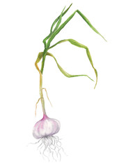 Watercolor garlic, isolated on white, hand drawn botanical illustration. 
