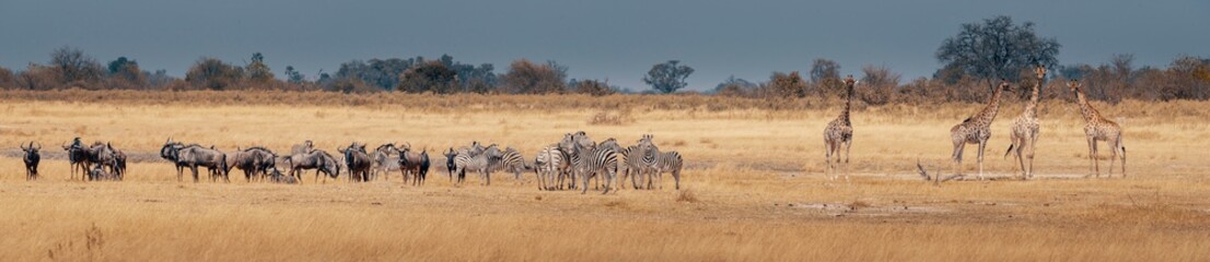 Großes Panorama - Eine Herde Zebras, Gnus und Giraffen im Grasland des Moremi Nationalparks, Okavango Delta, Botswana - obrazy, fototapety, plakaty