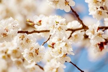 Apricot tree blossoms