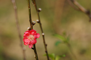 Peach blossom. Spring flower