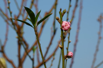 Peach blossom buds in spring
