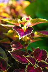 Purple with pink dark green grass