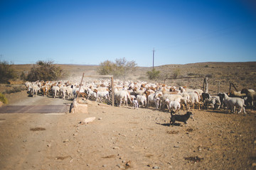 A large flock of sheep being trekked in the great karoo region of south africa, to greener pastures.