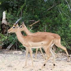 Impala