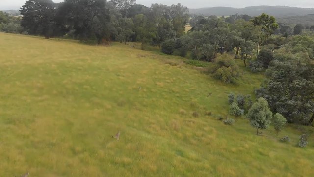 forward moving aerial shot of kangaroos jumping through a farm paddock and into bushland in Australia.
