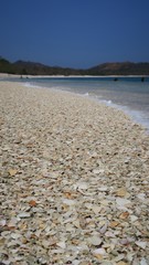 Fototapeta na wymiar costa rica beach shell conch ocean coast