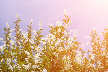 Spring white flowers