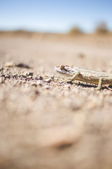 Close up image of a Desert Chameleon crossing the road in the Karoo in south africa