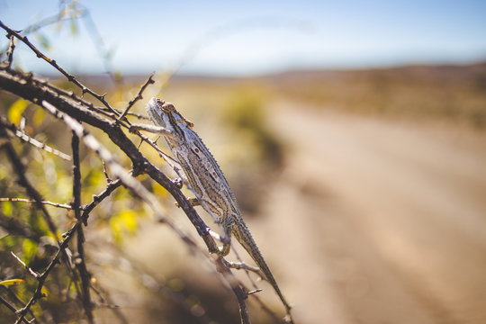 Close up image of a Desert Chameleon crossing the road in the Karoo in south africa
