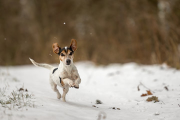 Jack Russell Terrier dog is racing fast over a snowy winter path