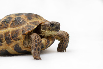 Naklejka premium Central Asian land tortoise on white background