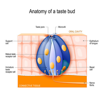 Taste bud. Mature and Immature taste Receptor, Support and Basal Cells, Epithelium Of tongue.