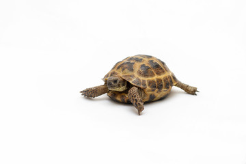 Naklejka premium Central Asian land tortoise on white background
