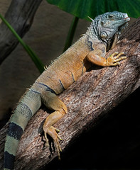 Green iguana. Latin name - Iguana iguana