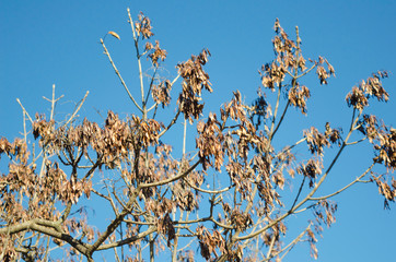 Fraxinus ornus samaras in winter