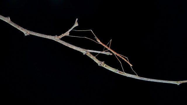 Walking stick insect or Phasmids (Phasmatodea or Phasmatoptera) also known as stick insects, stick-bugs, walking sticks, bug sticks or ghost insect. Selective focus, blurred background with copy space