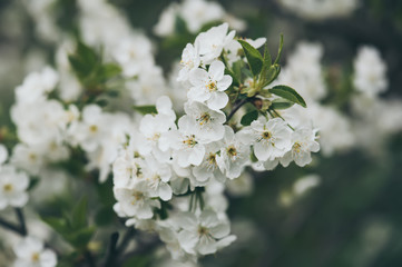 Cherry flowers frame
