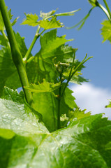 Vine plant development