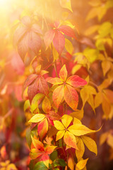 Wild grape red leaves