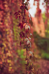 Wild grape red leaves