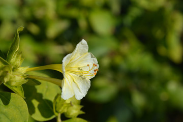 Marvel of Peru Lutea