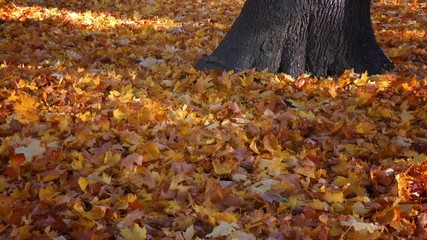 Autumnal maple dry leaves