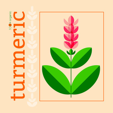Turmeric, curcuma. Plant with a flower. Stylized illustration. Package design