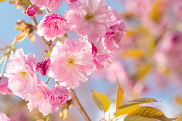 springtime  background  with pink blossom