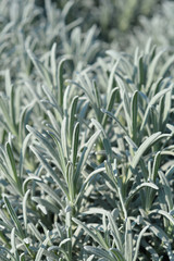 Common lavender