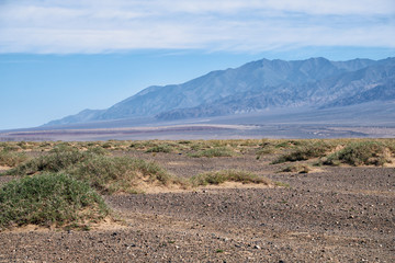 Shrub Nitraria sibirica with red berries fruits in mongolian arid desert in Western Mongolia
