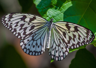  Penang Island (Malaysia) - famous for the food, the beaches and the hospitality, the island of Penang offers an amazing variety of wildlife. Here in the picture a colorful butterfly