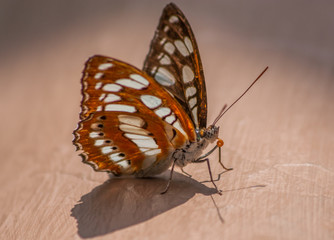  Penang Island (Malaysia) - famous for the food, the beaches and the hospitality, the island of Penang offers an amazing variety of wildlife. Here in the picture a colorful butterfly