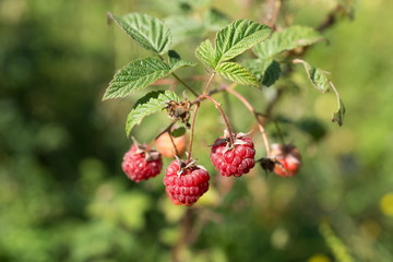 A bunch of red raspberries ripe on a branch in autumn