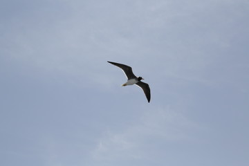 gull
