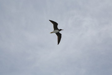 gull