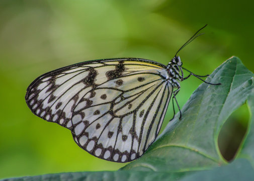  Penang Island (Malaysia) - famous for the food, the beaches and the hospitality, the island of Penang offers an amazing variety of wildlife. Here in the picture a colorful butterfly