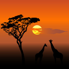 Giraffes at sunset vector